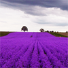 /gallery/Meathiel_purple01.png